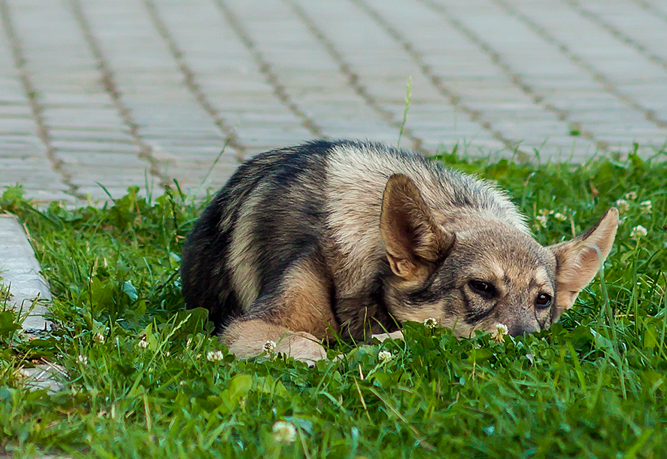 [Video] La pereza de este perro y la vergüenza de su amo