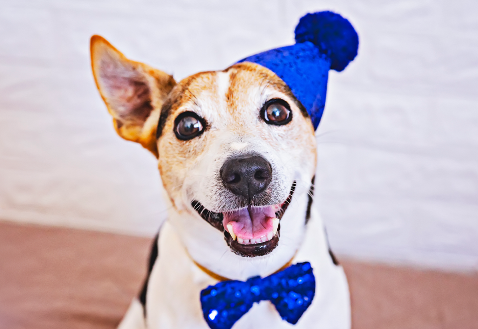 [Video] A alguien van a regañar