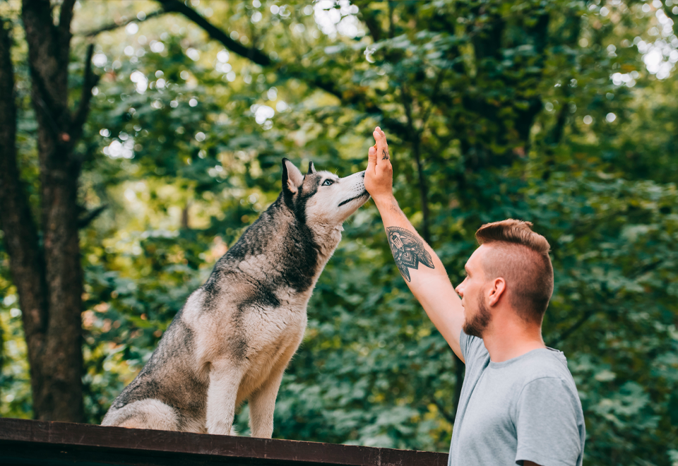 [Video] Perro ayuda a humano a hacer ejercicio