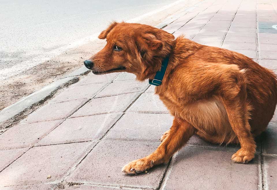 [Video] Descripción gráfica del por qué el perro es el mejor amigo del hombre