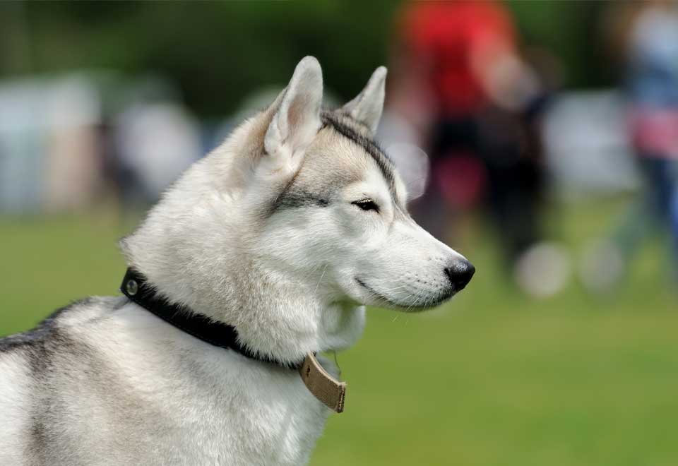 Vean la cara de este perro con un recién nacido