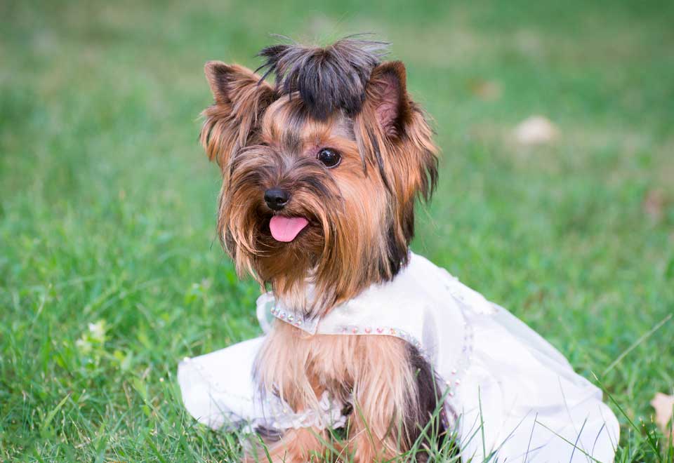 [Video] Así cuidan a las mascotas para afrontar el invierno
