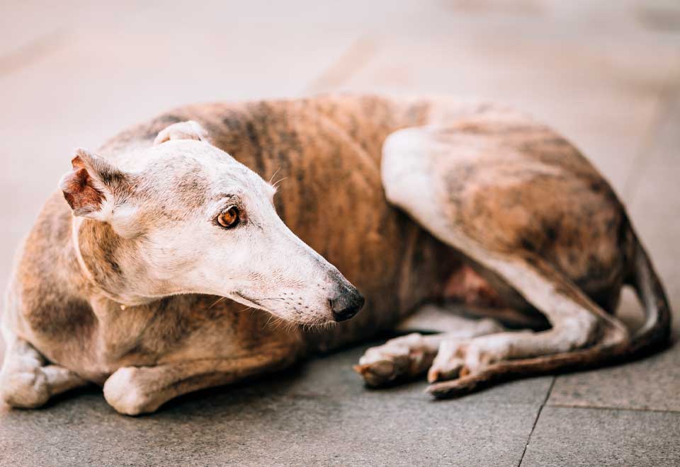 Habitante en condición de calle abraza a su mascota ¡Qué tierno!