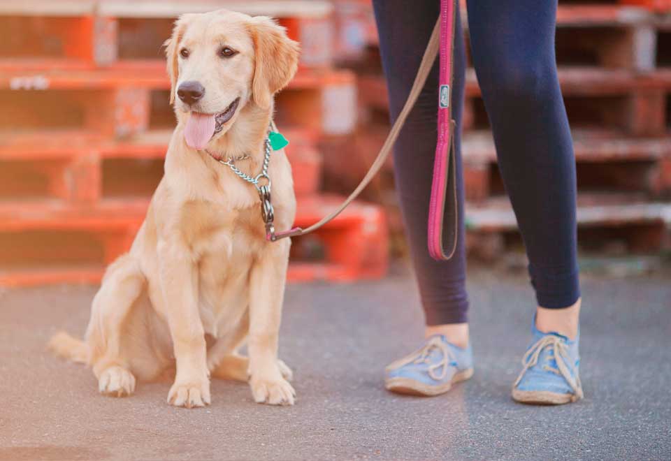 [Video] Perros fueron cargados en escalera eléctrica