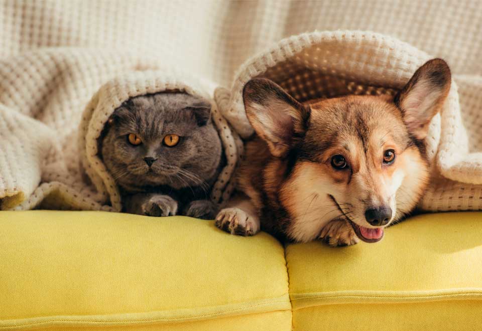 [Video] Vean este amor entre un perro y un gato