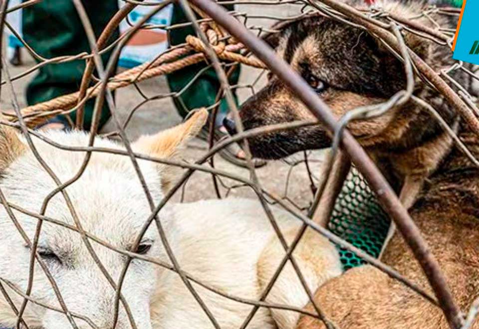 Fue enviado a la cárcel el hombre que maltrató a varios perros en un criadero de Cundinamarca