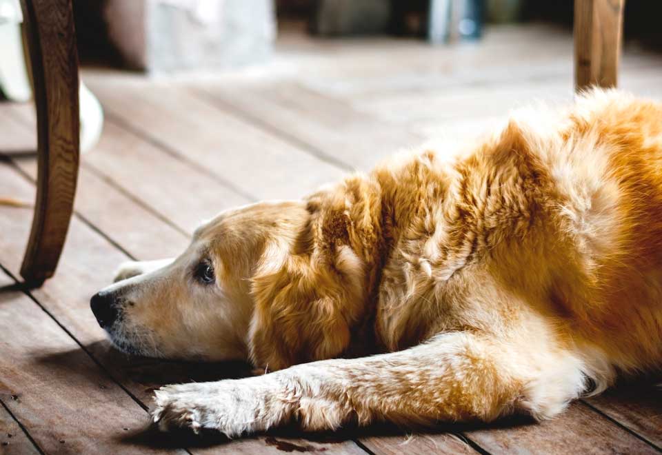 Vea a este perro haciendo yoga con su dueña