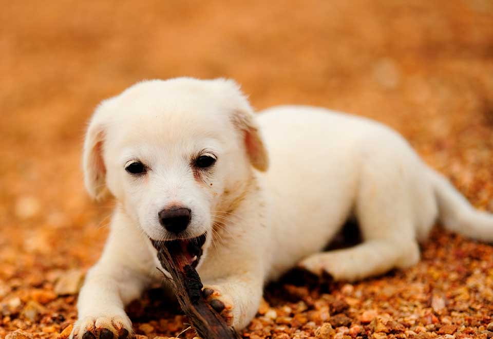 [Video] La felicidad esta en las pequeñas cosas de la vida