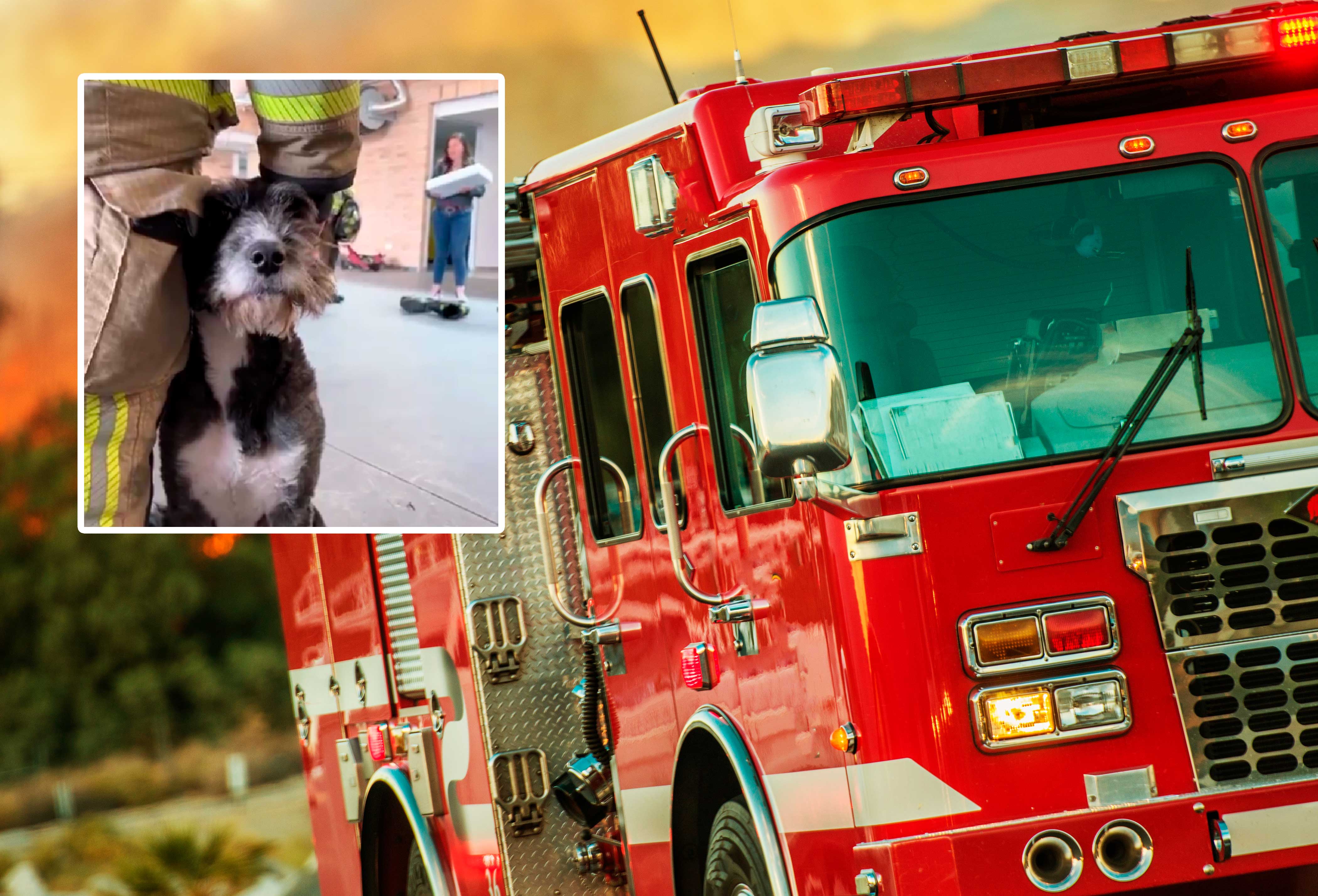 [Video] Conozca ‘Romeo’ el perro Bombero de la estación Bellavista en Bogotá