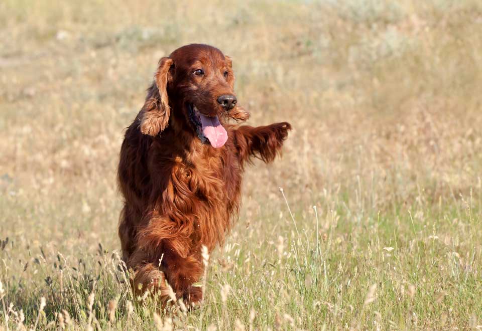 [Video] Mire este perro sin patas delanteras caminando
