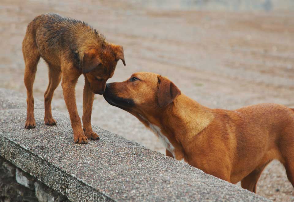 [Video] Mire lo que paso después del rescate de este perro