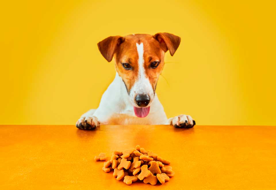 [Video] Una forma muy curiosa de revolver la comida de este perro