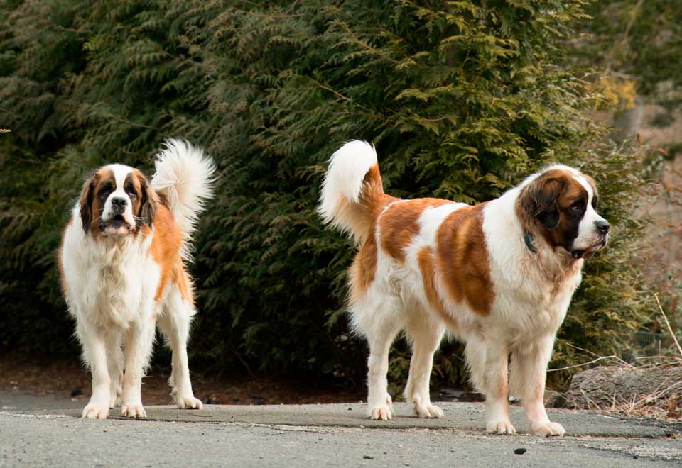 [Video] ¿El perro más grande del mundo?