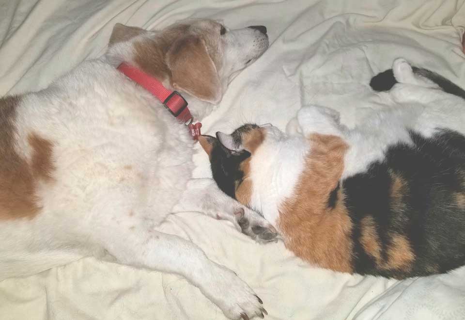 [Video] Gato y su nueva familia