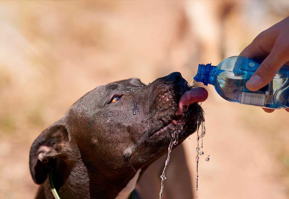 [Video] Perro abrió llave del agua con su cabeza