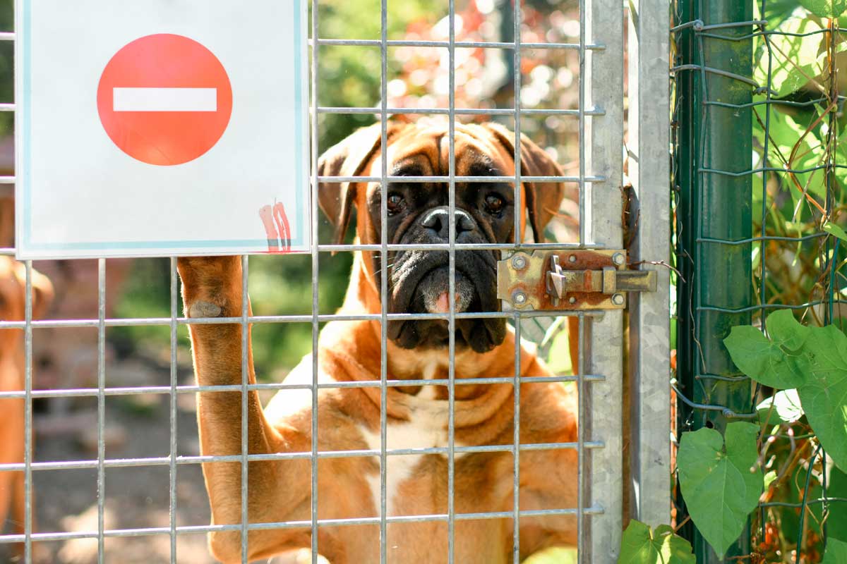 [Video] Perro se volvió viral por esto