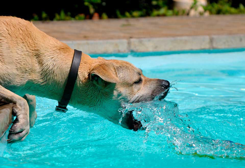Perro ayuda a su cuidador a rescatar un balón en el agua