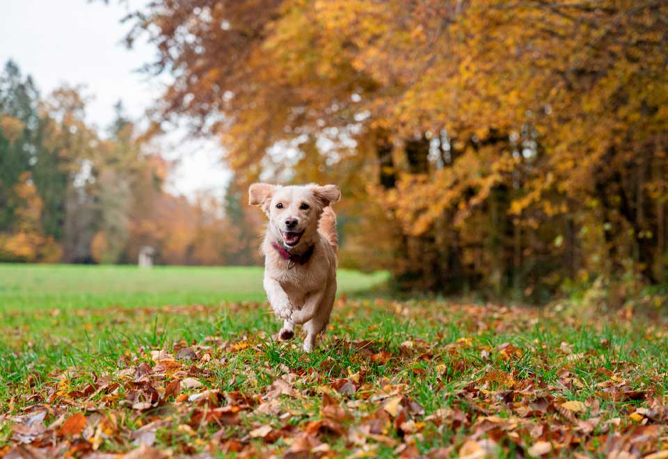 [Video] Perro le quitó zapato a su dueño y salió a correr