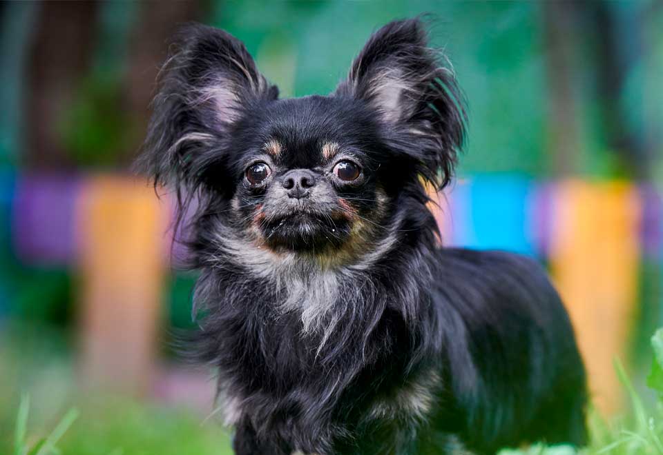 [Video] La ternura hecha perro