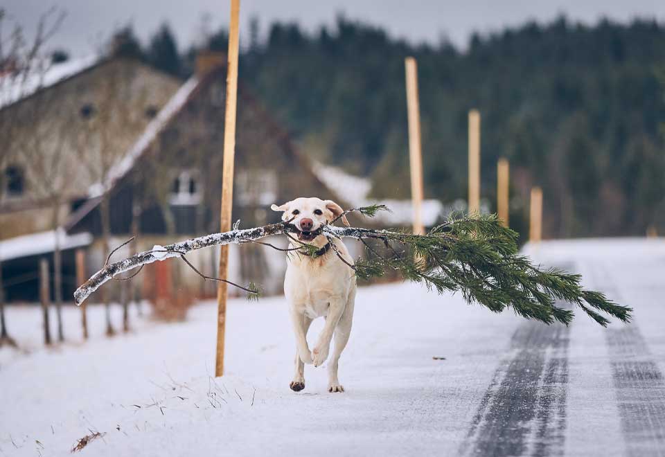 Perro ayuda a sacar la basura, pero algo salió mal