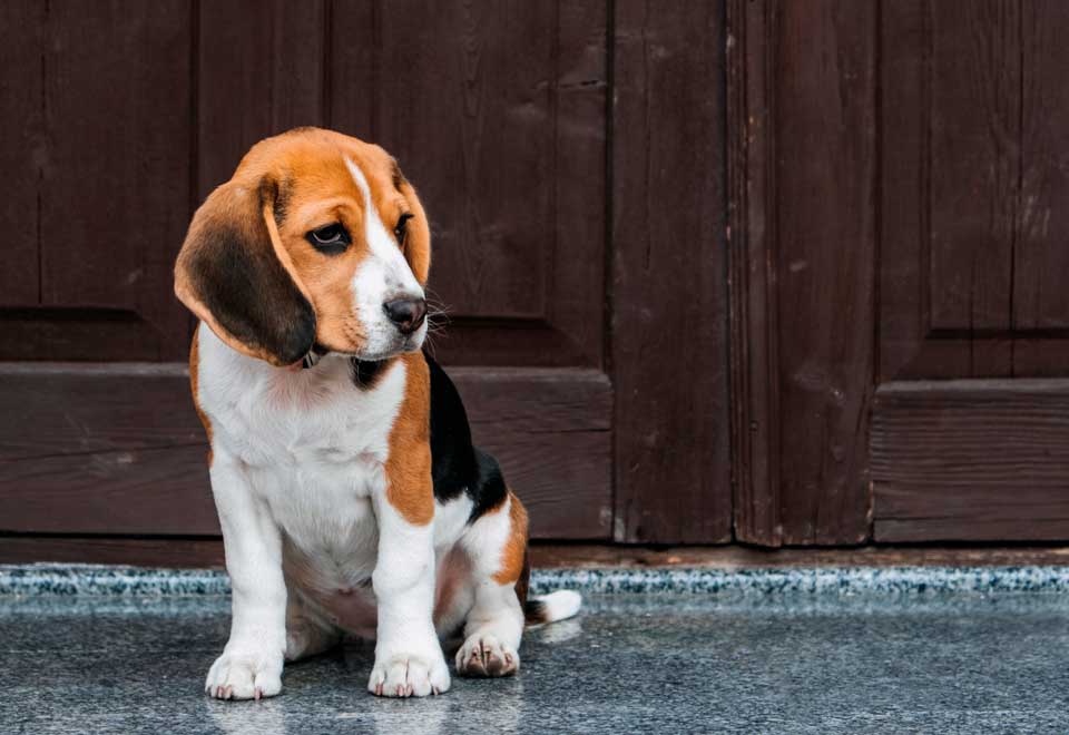 [Video] Vea la transformación de este perro recogido en la calle