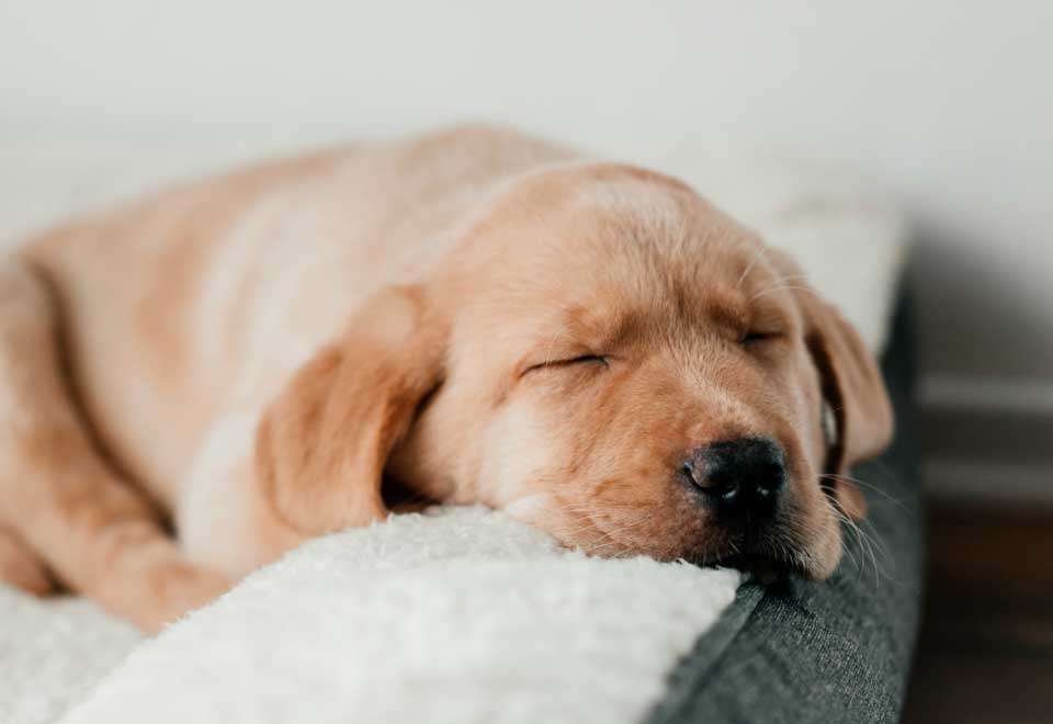 [Video] Perro se quedó dormido comiendo
