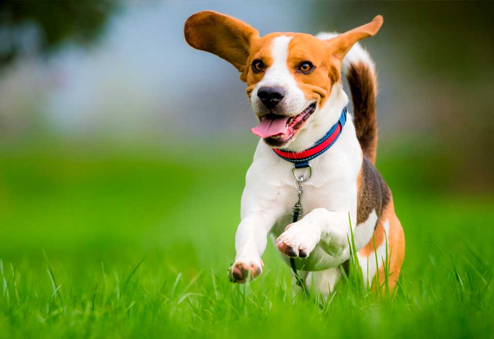 [Video] Una forma muy feliz de saludar de este perro