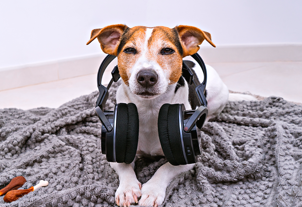 Esto es lo que debe hacer si su mascota se asusta con pólvora u otros ruidos