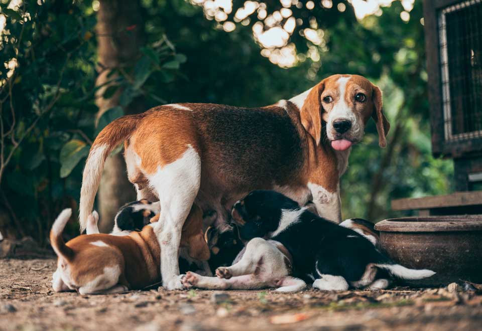 [Video] Madre de cachorros agradece a mujer que los alimentó
