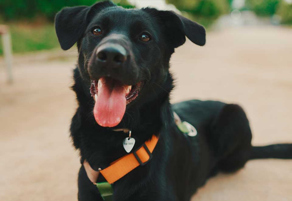 [Video] Perro espera a su dueño para ayudarlo