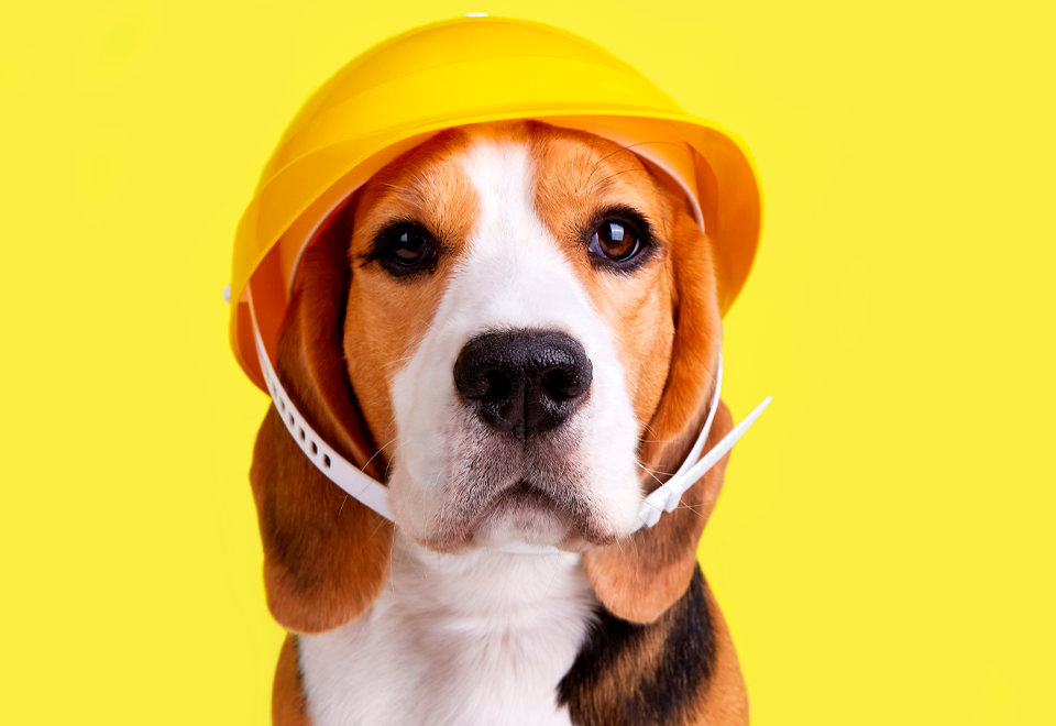 [Video] Vea este perro trabajando