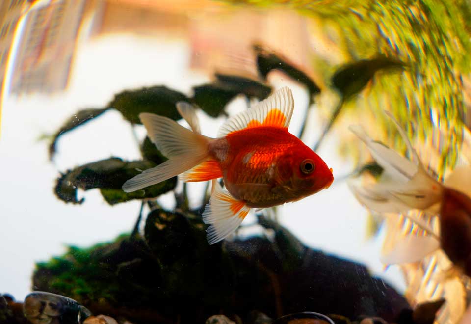 [Video] Gato se cayó en una pecera