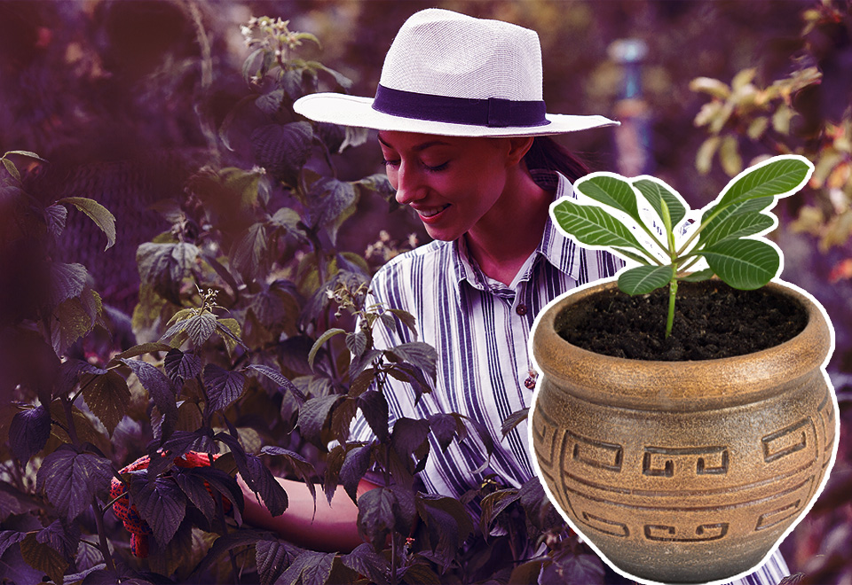 [Video] ¿Quieres que tus plantas sean la envidia del barrio?