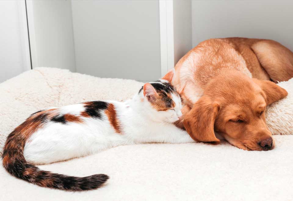 [Video] ‘Arrunchis’ entre un perro y un gato