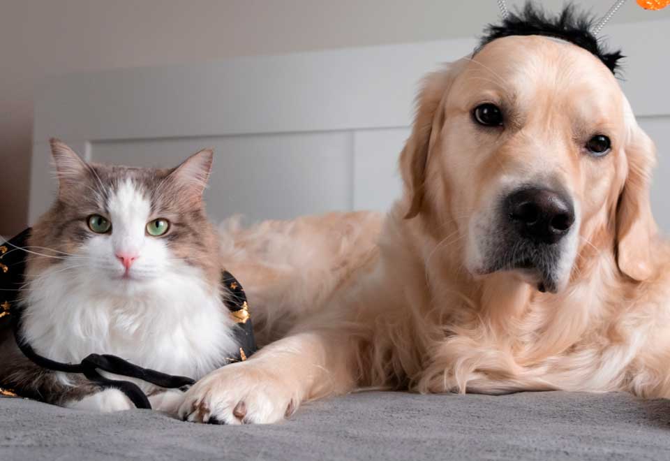 [Video] Gato le invadió la cama a un perro y esto paso