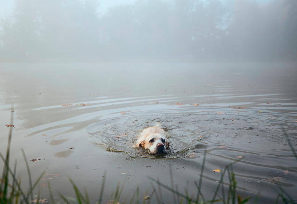 [Video] Salvaron a un perro de ahogarse
