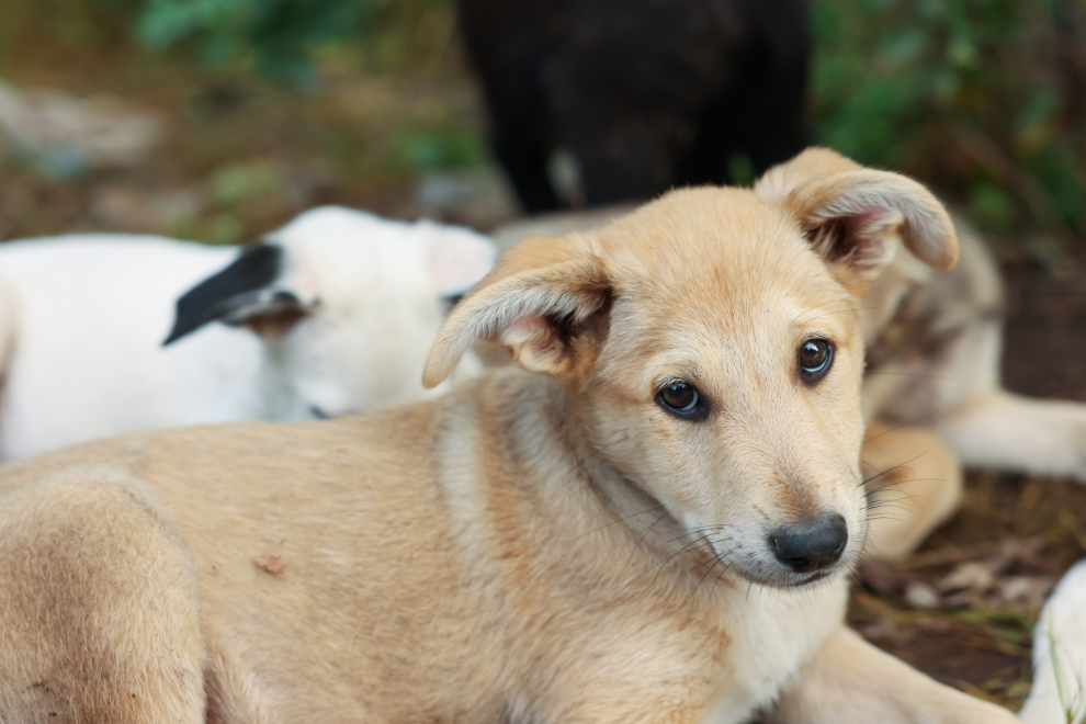 Procuraduría da 90 días a alcaldías para presentar planes de protección animal