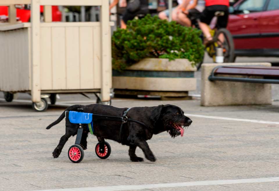 [Video] Perro ayuda a otro en condición de discapacidad