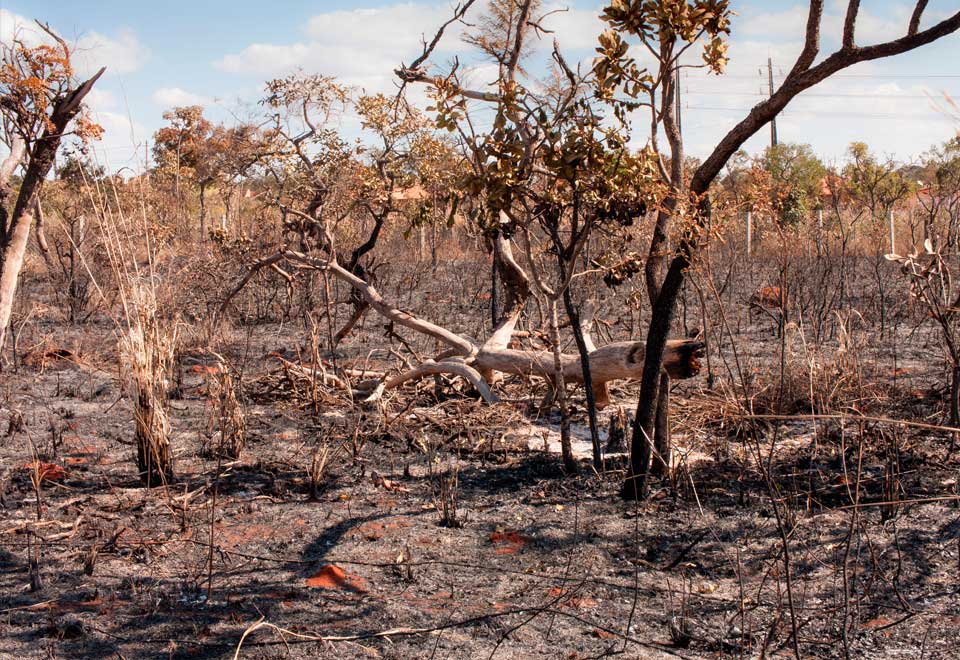 ¿Se debe restaurar los terrenos incendiados de manera inmediata?