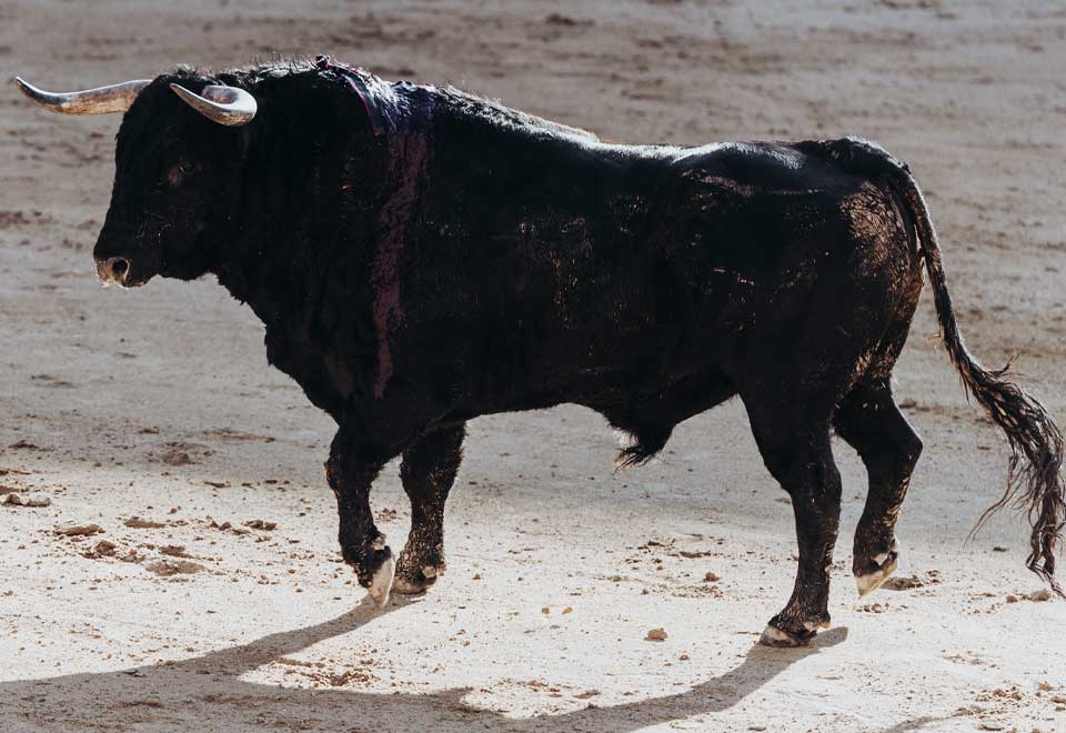 [Video] Vea esta mujer bailando con un toro