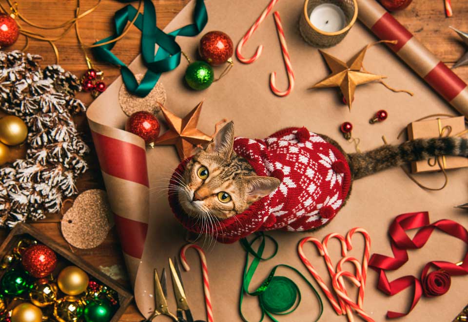 [Video] Mire lo que hicieron estos gatos con un árbol de navidad