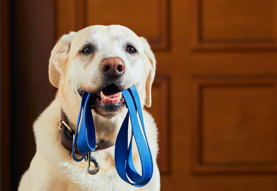 [Video] Improvisó un trineo para pasear a su perro