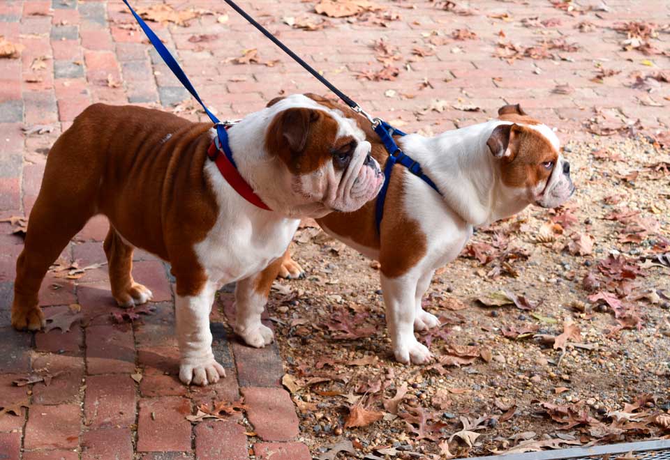 [Video] Mire como se le acabó la paciencia a este perro