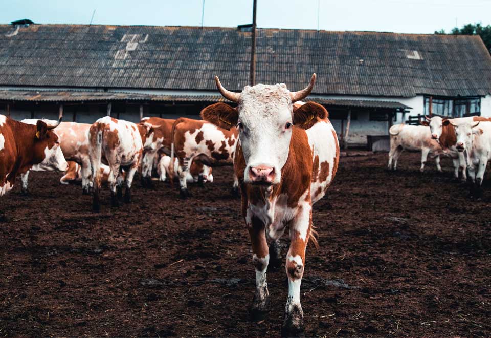 [Video] La relación entre una vaca y un gato es única