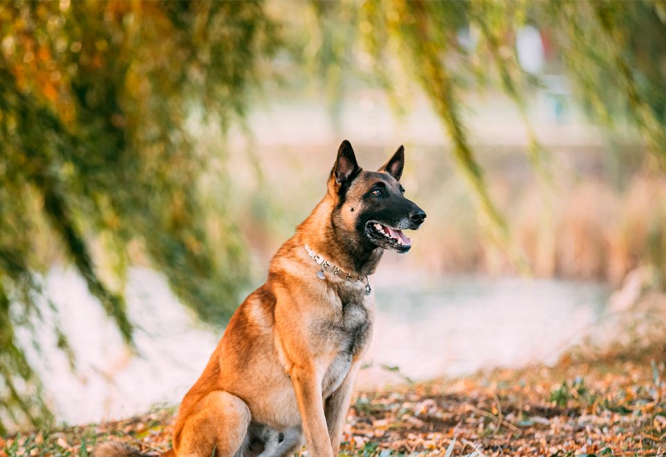Carroza en homenaje al perro Wilson